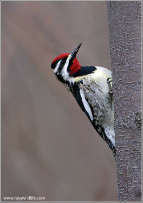 Yellow-bellied Sapsucker 4