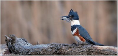 Belted Kingfisher 4
