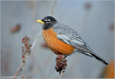 American Robin 12