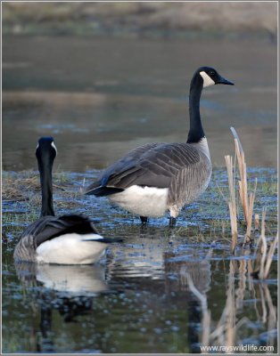 Canada Geese 12