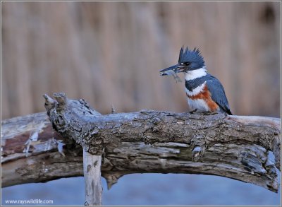 Belted Kingfisher 6