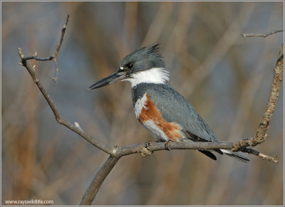 Belted Kingfisher 9