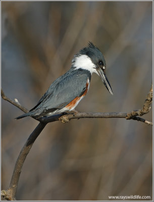 Belted Kingfisher 10