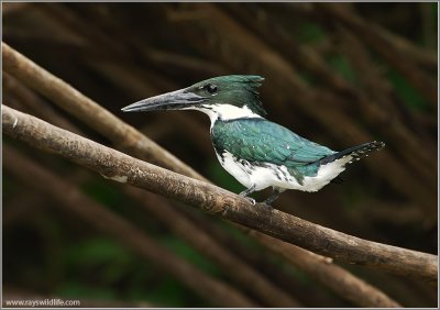 Amazon Kingfisher re-edit 2