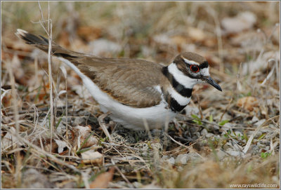 Killdeer on Eggs 3