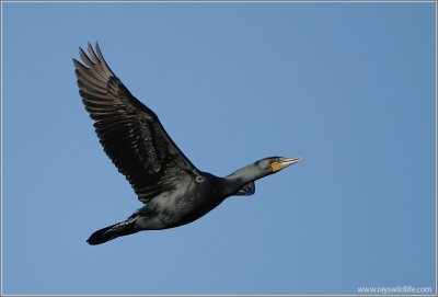 Double-Crested Cormorant 11