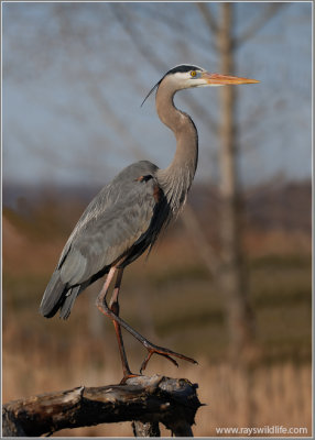 Great Blue Heron 48