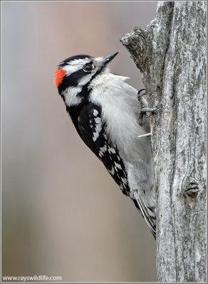 Downy Woodpecker 8