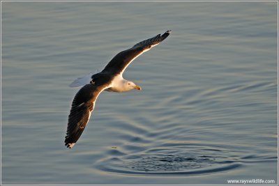 Black-backed Gull 1