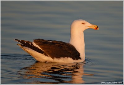 Great Black-backed Gull 2