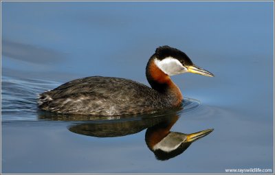 Red-necked Grebe 29