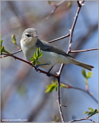 Warbling Vireo 1