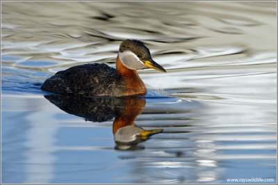 Red-necked Grebe 30