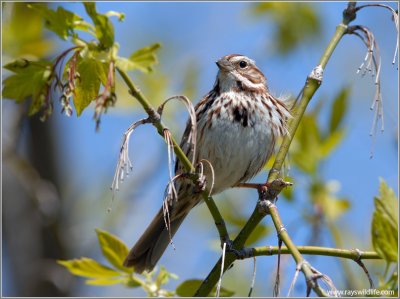 Song Sparrow 1