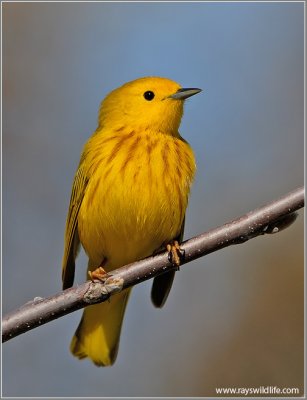 Yellow Warbler 1