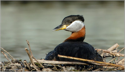 Red-necked Grebe 31