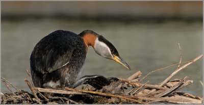 Red-necked Grebe 32