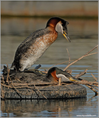 Red Necked Grebe 35