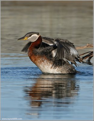 Red Necked Grebe 37