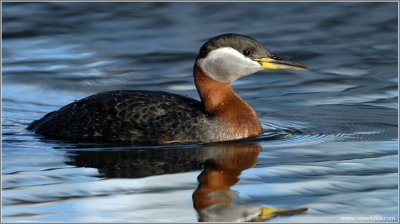 Red Necked Grebe 38