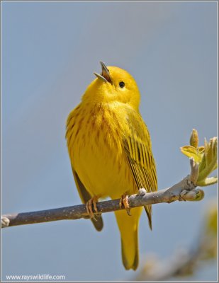Yellow Warbler 5