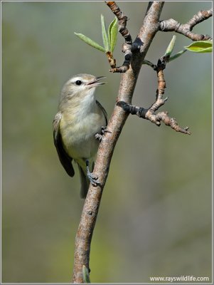 Warbling Vireo 2