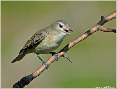 Warbling Vireo 3