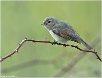 Warbling Vireo 11