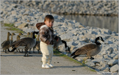 Maria chases some Canada Geese.