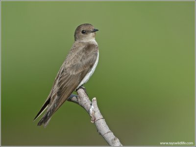 Northern Rough-winged Swallow 2