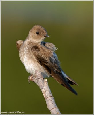 Northern Rough-winged Swallow 4