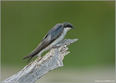 Tree Swallow 1