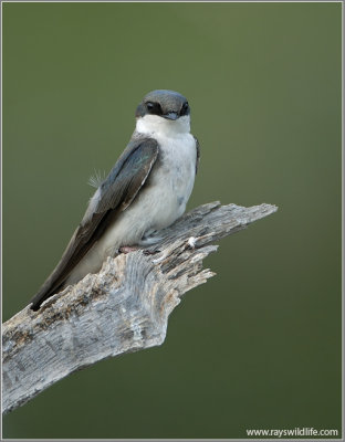 Tree Swallow 2