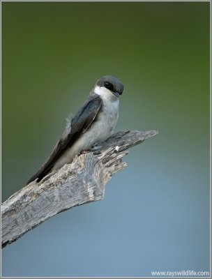 Tree Swallow 3