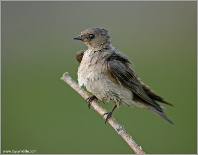 Northern Rough-winged Swallow 5