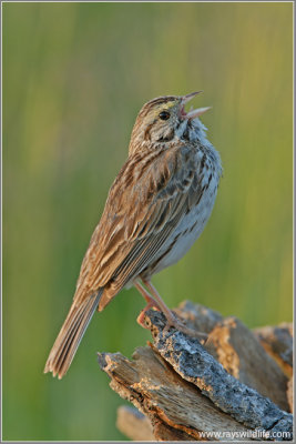 Savannah Sparrow 2