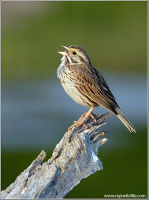 Savannah Sparrow 3