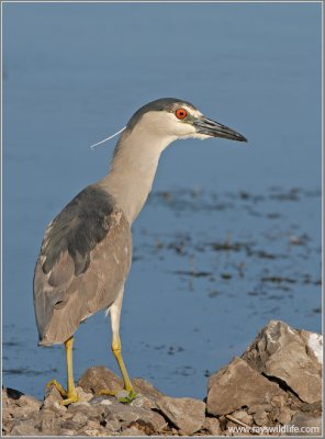 Black-crowned Night Heron 33