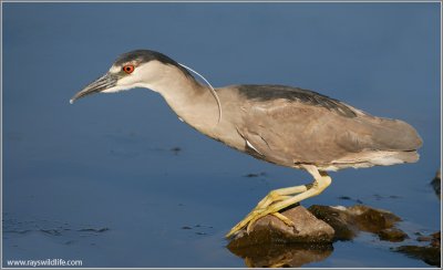 Black-crowned Night Heron 34