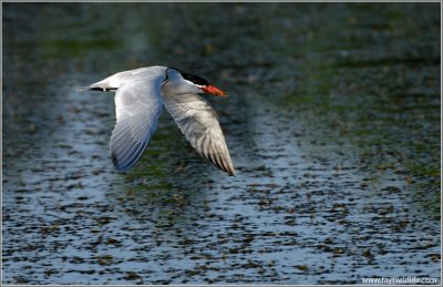 Caspian Tern 7