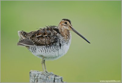 Wilson's Snipe 2