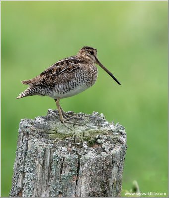 Wilson's Snipe 4