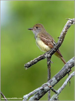 Great-crested Flycatcher 1