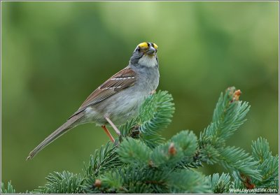 White-throated Sparrow 4