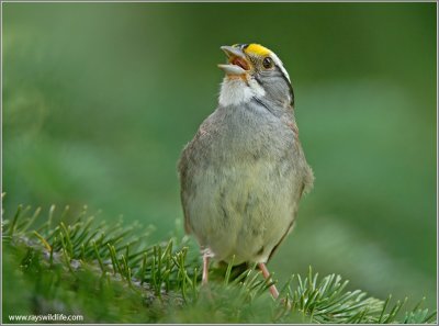 White-throated Sparrow 6