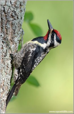 Yellow-bellied Sapsucker 7