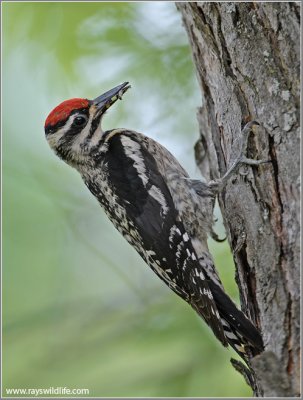 Yellow-bellied Sapsucker 9