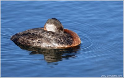 Red-necked Grebe 39