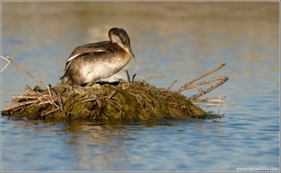 Red-necked Grebe 40