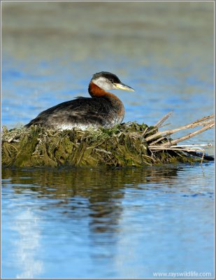 Red-necked Grebe 41